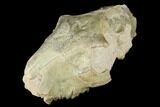 Fossil Oreodont (Merycoidodon) Skull - Wyoming #174372-6